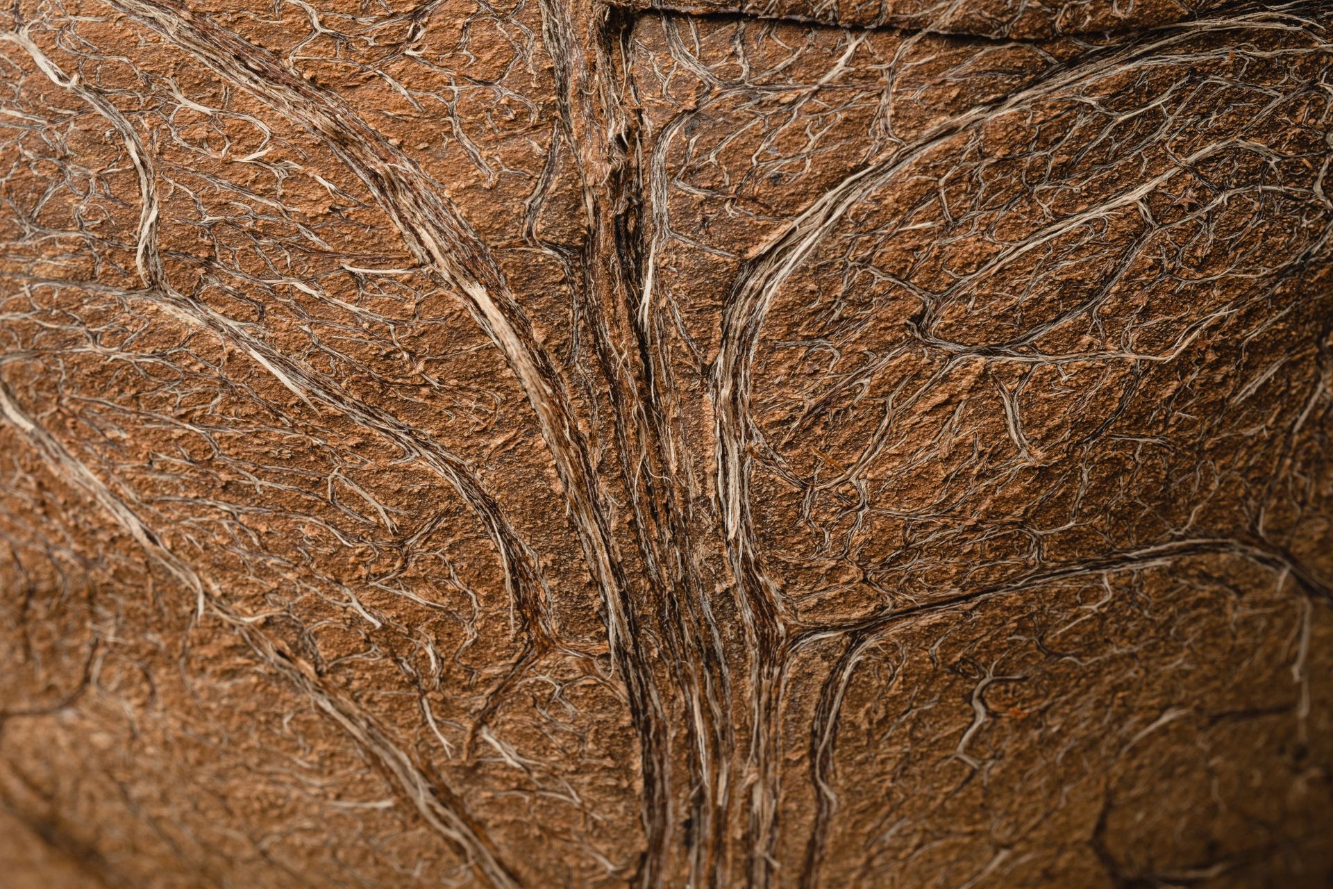 Pattern on Coconut Skin