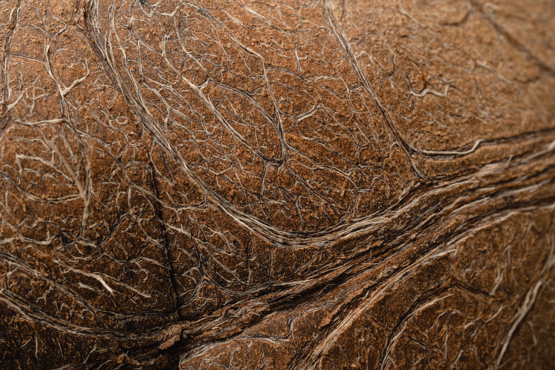 Extreme close-up showing intricate cracks and texture on a brown surface.