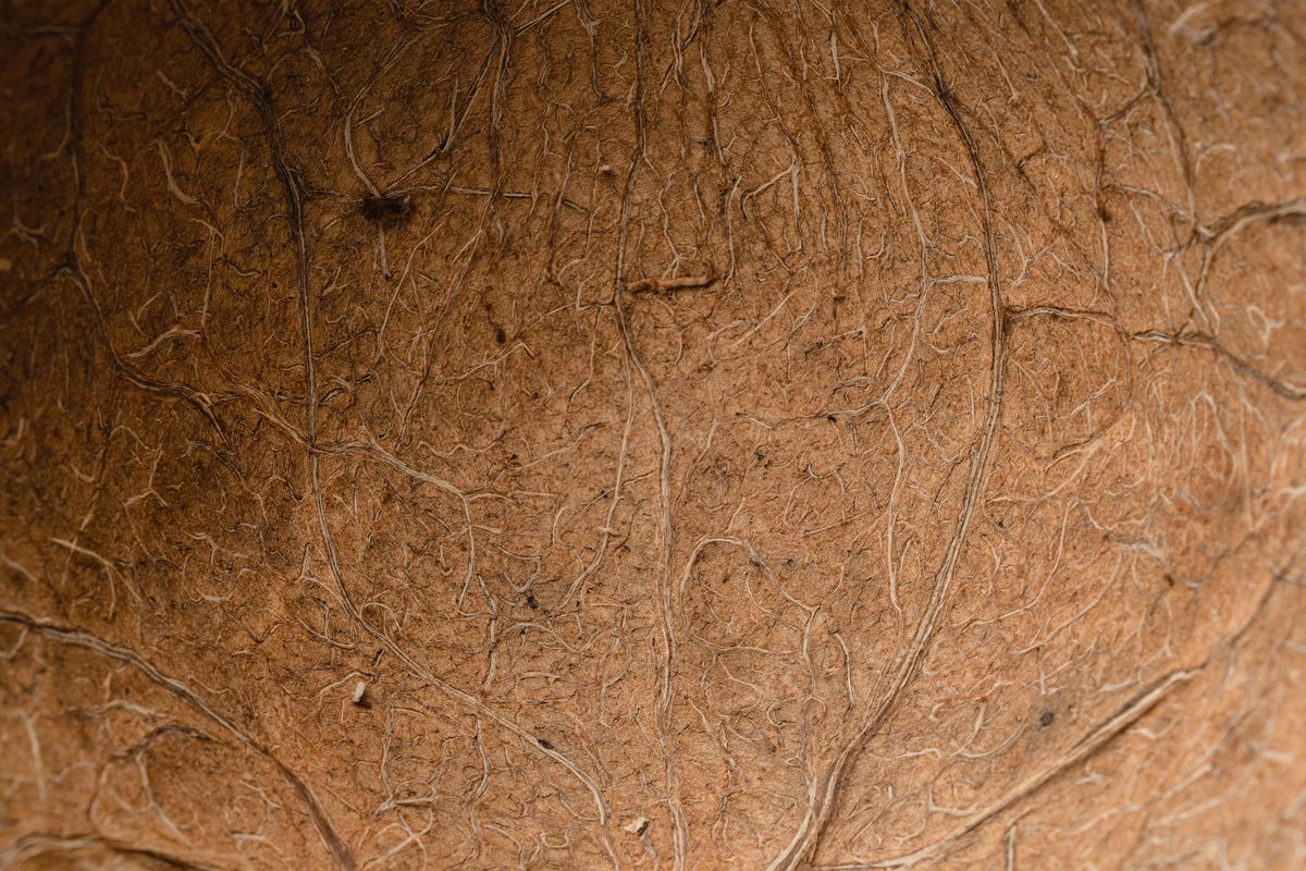 Close-up texture of coconut shell raw material
