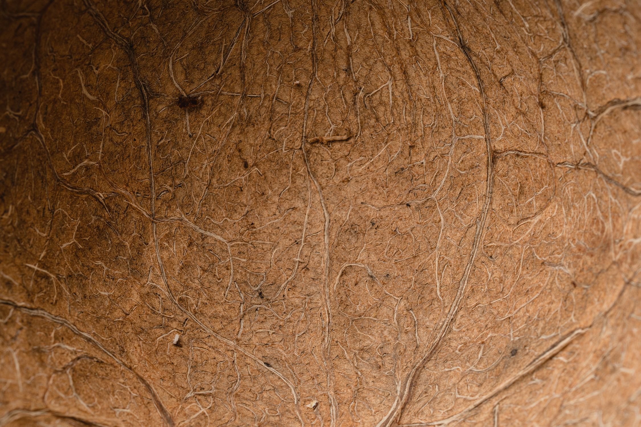 A Close-Up Shot Inside the Coconut Shell · Free Stock Photo