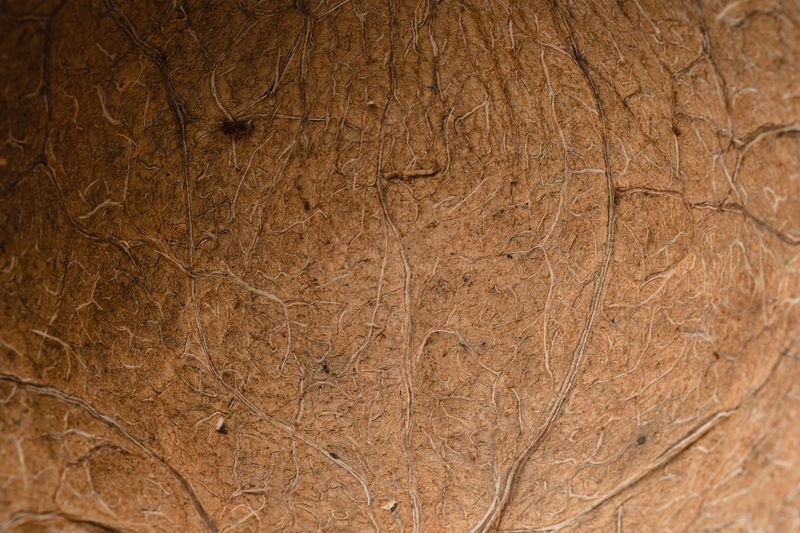 Inside a coconut shell natural husk and coir fibre