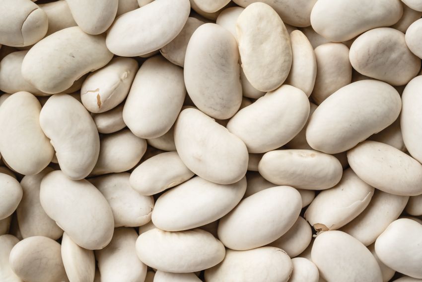 Fagioli bianchi, immagine non riferita a una varietà specifica