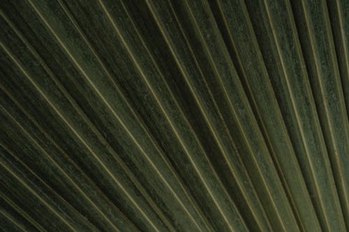 Close Up Shot of Palm Leaves