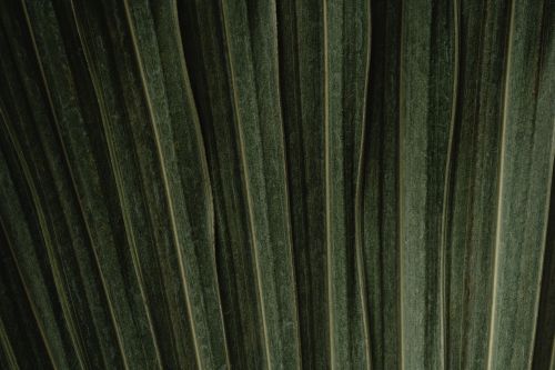 Free Detailed close-up view of lush, dark green plant leaves showcasing texture and pattern. Stock Photo