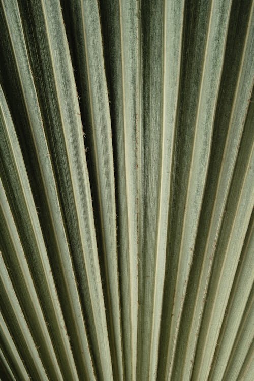 Bezpłatne Darmowe zdjęcie z galerii z liść palmowy, pionowy strzał, roślina Zdjęcie z galerii