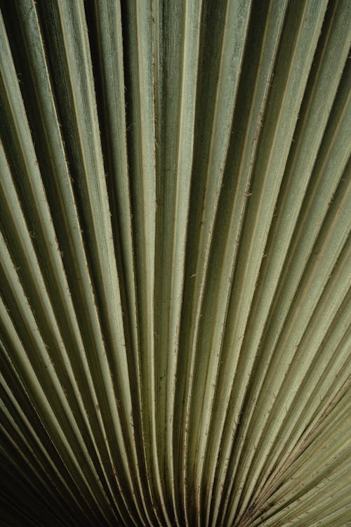 Bezpłatne Darmowe zdjęcie z galerii z liść palmowy, pionowy strzał, roślina Zdjęcie z galerii