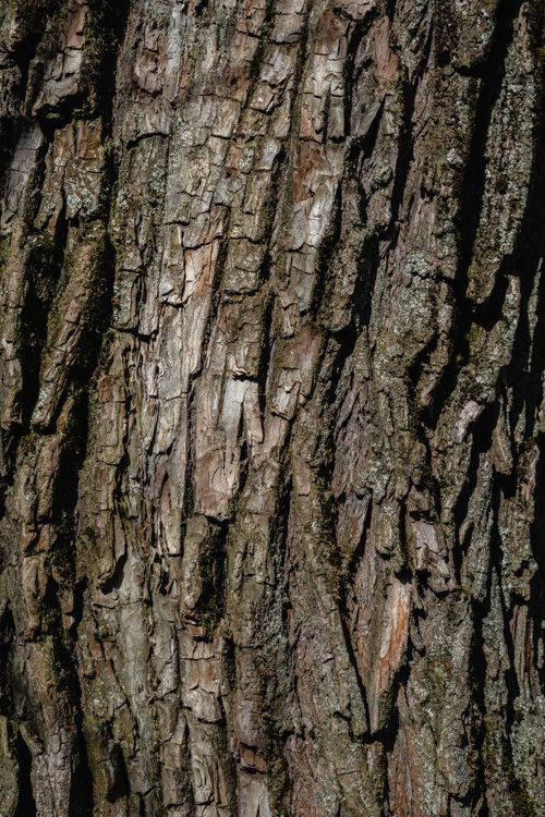 Free High-resolution image capturing the intricate textures of dry tree bark. Stock Photo