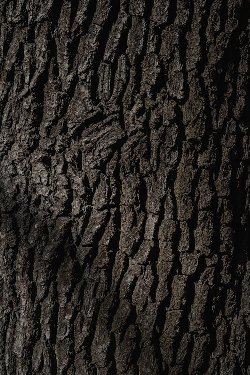 Close-up of Tree Trunk Texture