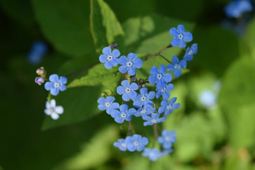 Free Selective Focus Photo of a Small Blue Flowers Stock Photo