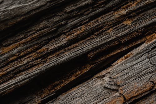 Gratis stockfoto met blaffen, detailopname, een stuk hout