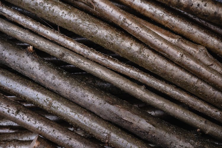 Close-up Of Tree Trunks