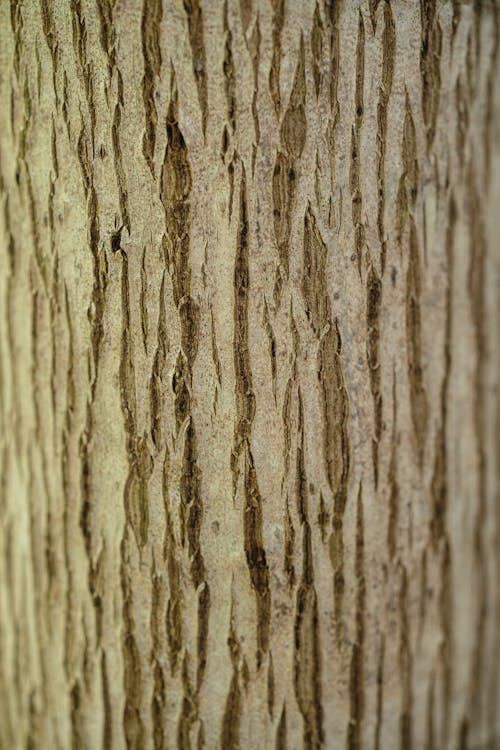 Kostnadsfria Kostnadsfri bild av bark, brun, logga Stock foto