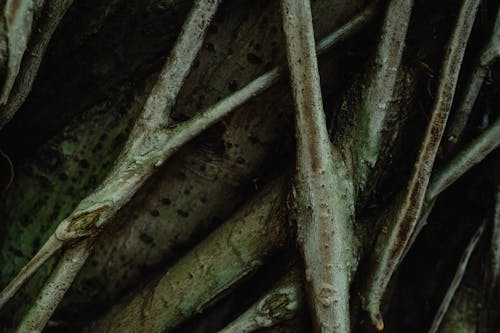 Bezpłatne Darmowe zdjęcie z galerii z gałęzie, kora, tekstura Zdjęcie z galerii