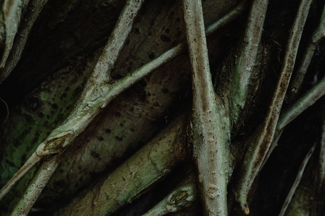 Brown Tree Branch in Close Up Photography · Free Stock Photo
