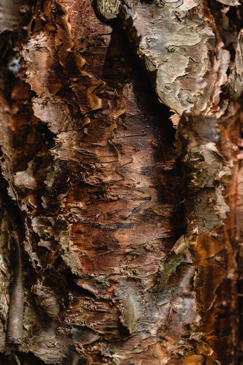 Kostnadsfri bild av bark, logga, närbild