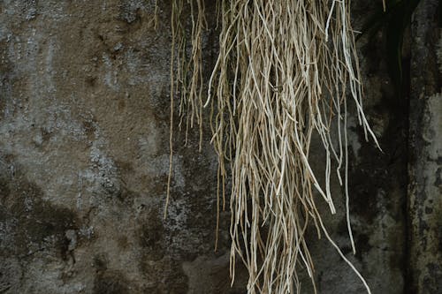Бесплатное стоковое фото с висячий, коричневая трава, крупный план