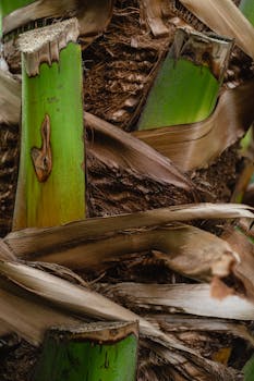 Vertical close-up of palm tree trunk showing green and brown textures.