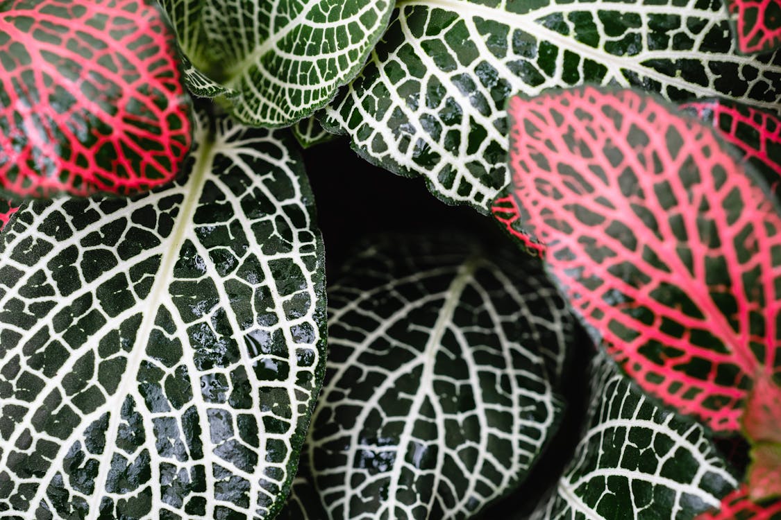 Free A Close-Up Shot of Green and Red Leaves Stock Photo
