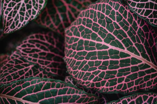 Free Detailed close-up of vibrant pink and green Fittonia leaves showcasing intricate patterns. Stock Photo
