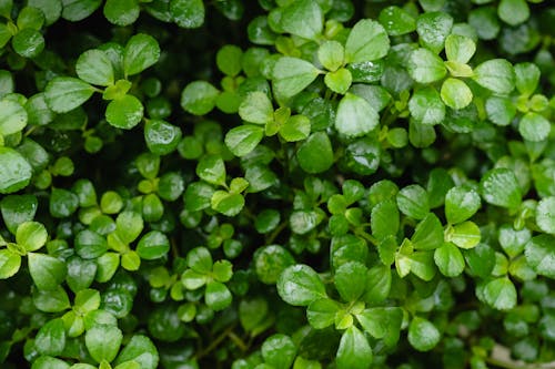 A Close-Up Shot of Green Leaves