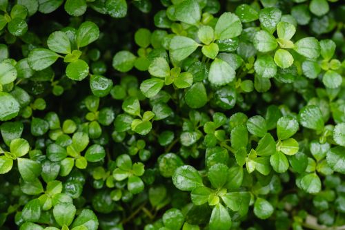 Free Vibrant green leaves with dew, capturing nature's freshness and vitality. Stock Photo