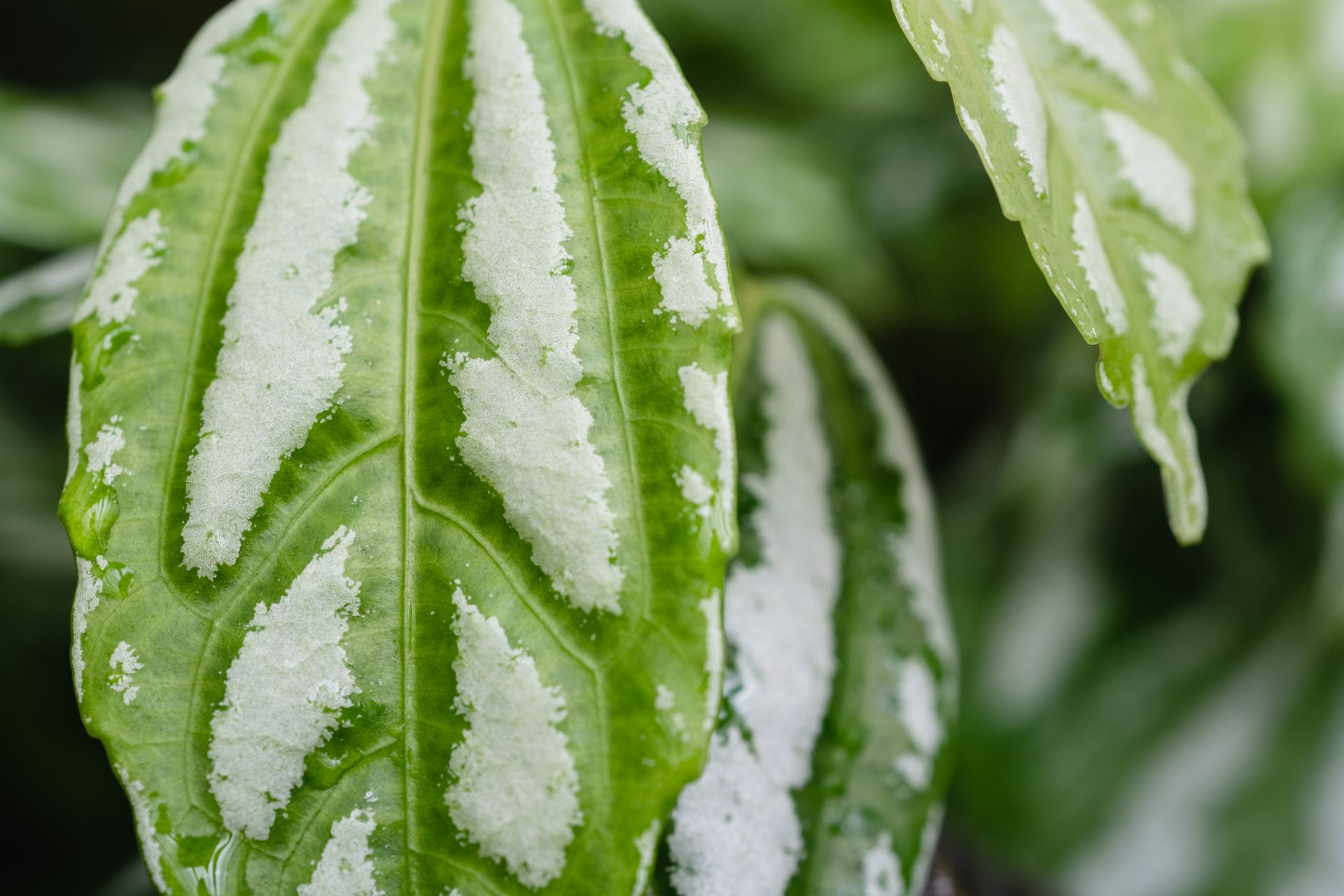 Detailed close-up of variegated green leaves showcasing natural patterns and textures.