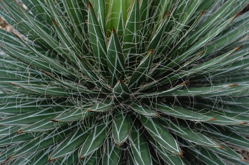 緑リュウゼツラン植物写真
