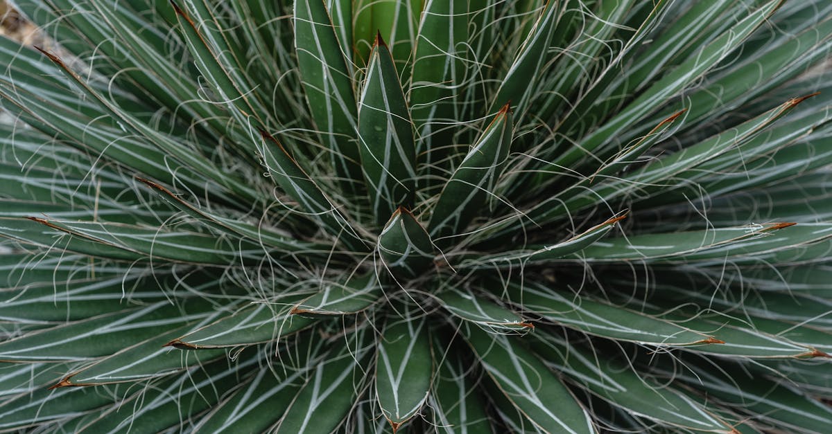 How to cut leaves from aloe vera plant