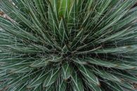 Green Plant in Close Up Photography