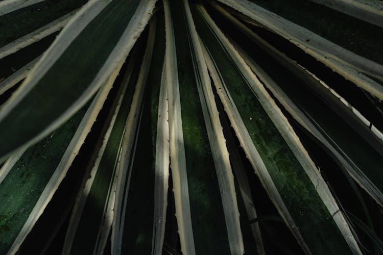 White Patterns On A Cactus