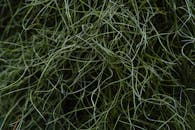 Tangles Vines