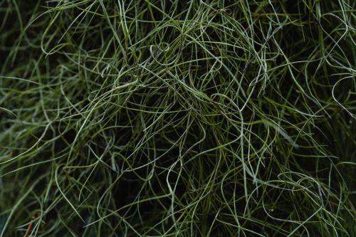 Free Intricate green plant vines interwoven tightly, displaying a natural texture and form. Stock Photo