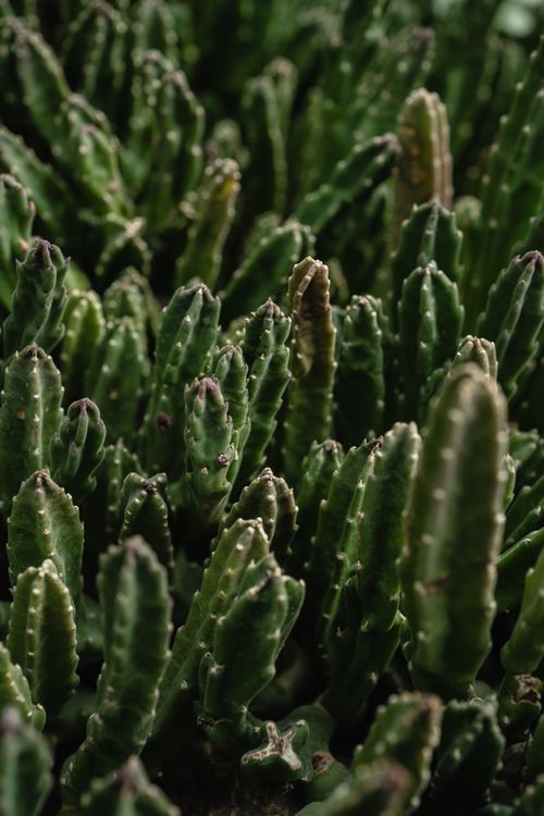 Free Detailed view of Stapelia Gigantea succulents showcasing their unique textures and patterns. Stock Photo