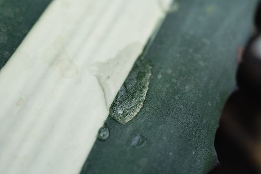 Water Drops in Close-up Photography