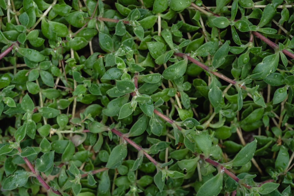 Thyme