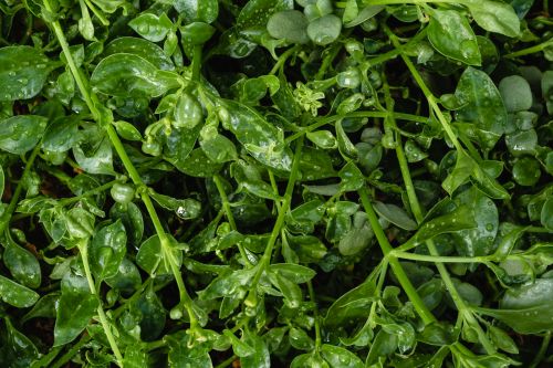 Free Detailed close-up of wet green leaves drenched in rain, showcasing natural freshness and vibrant greenery. Stock Photo