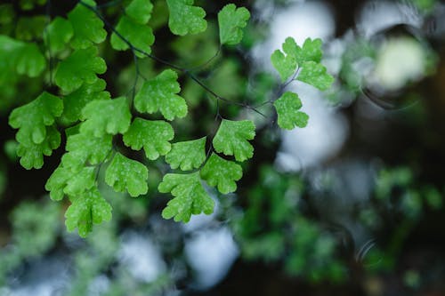 Free A Close-Up Photo of a Green Fern Leaves  Stock Photo