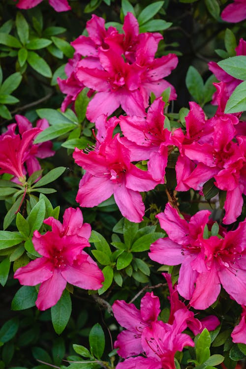 つつじ, ピンクの花, フローラの無料の写真素材