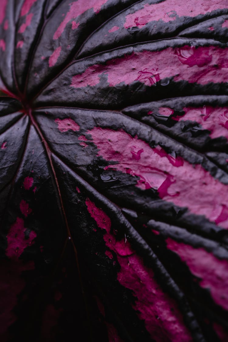 Close-up On Black And Purple Leaf