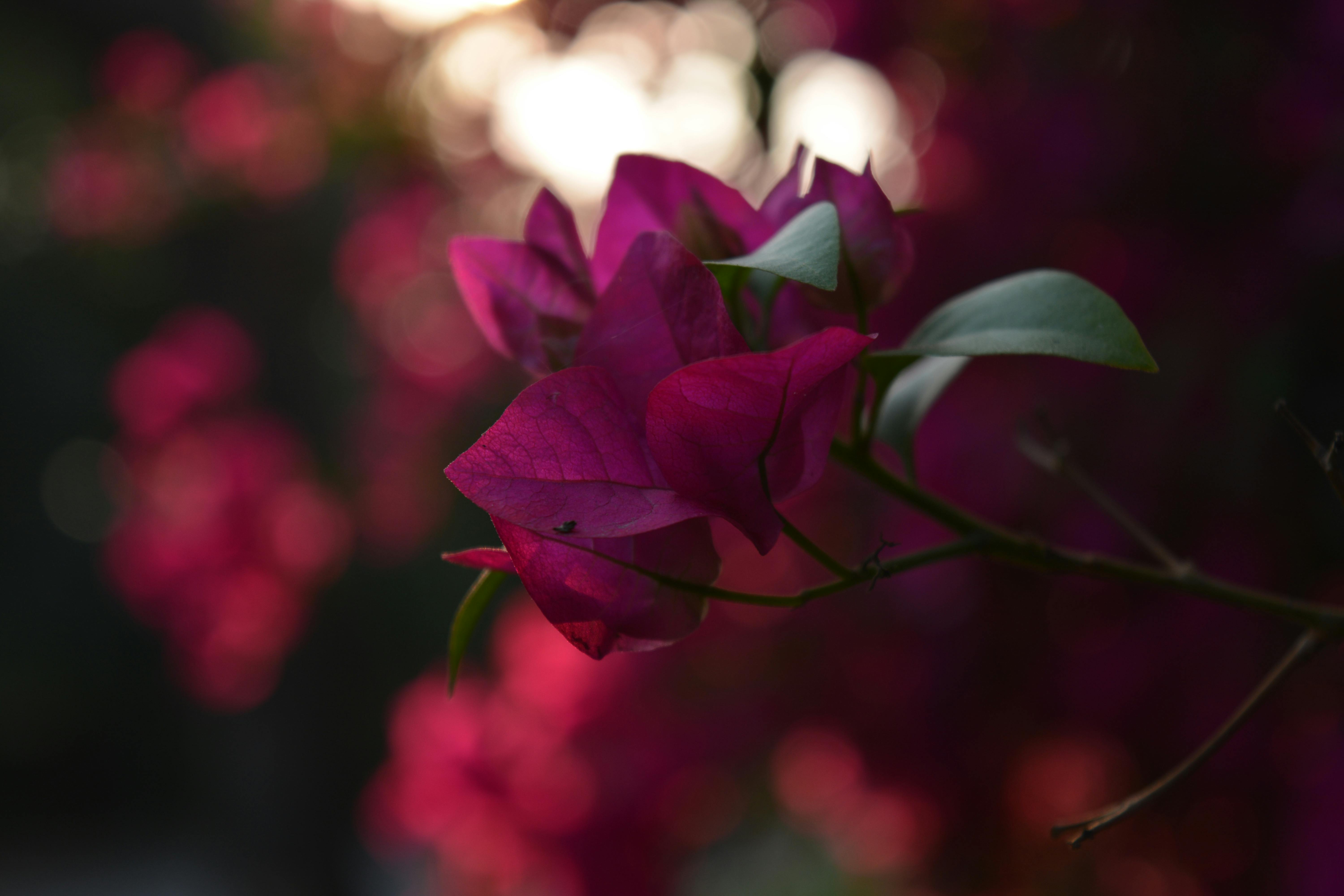 pexels-photo-771803.jpeg?auto=compress&cs=tinysrgb&h=750&w=1260