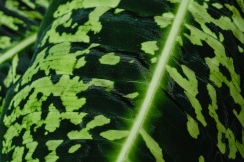 Základová fotografie zdarma na téma detail, dieffenbachia seguine, makro snímku