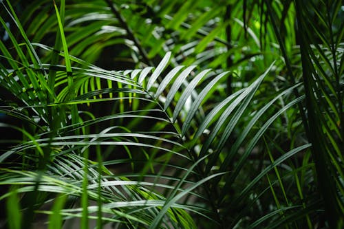 Základová fotografie zdarma na téma detail, palmové listy, rostlina