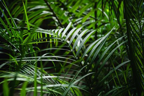 Free Close-up view of vibrant green palm leaves showcasing natural texture and lush foliage. Stock Photo