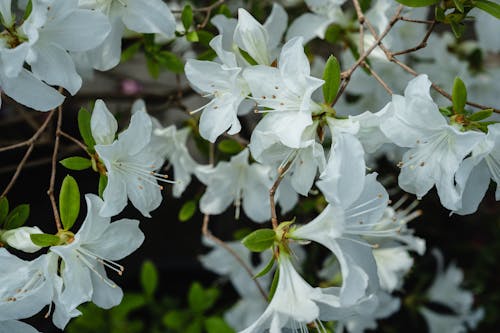 White Flowers With Green Leaves