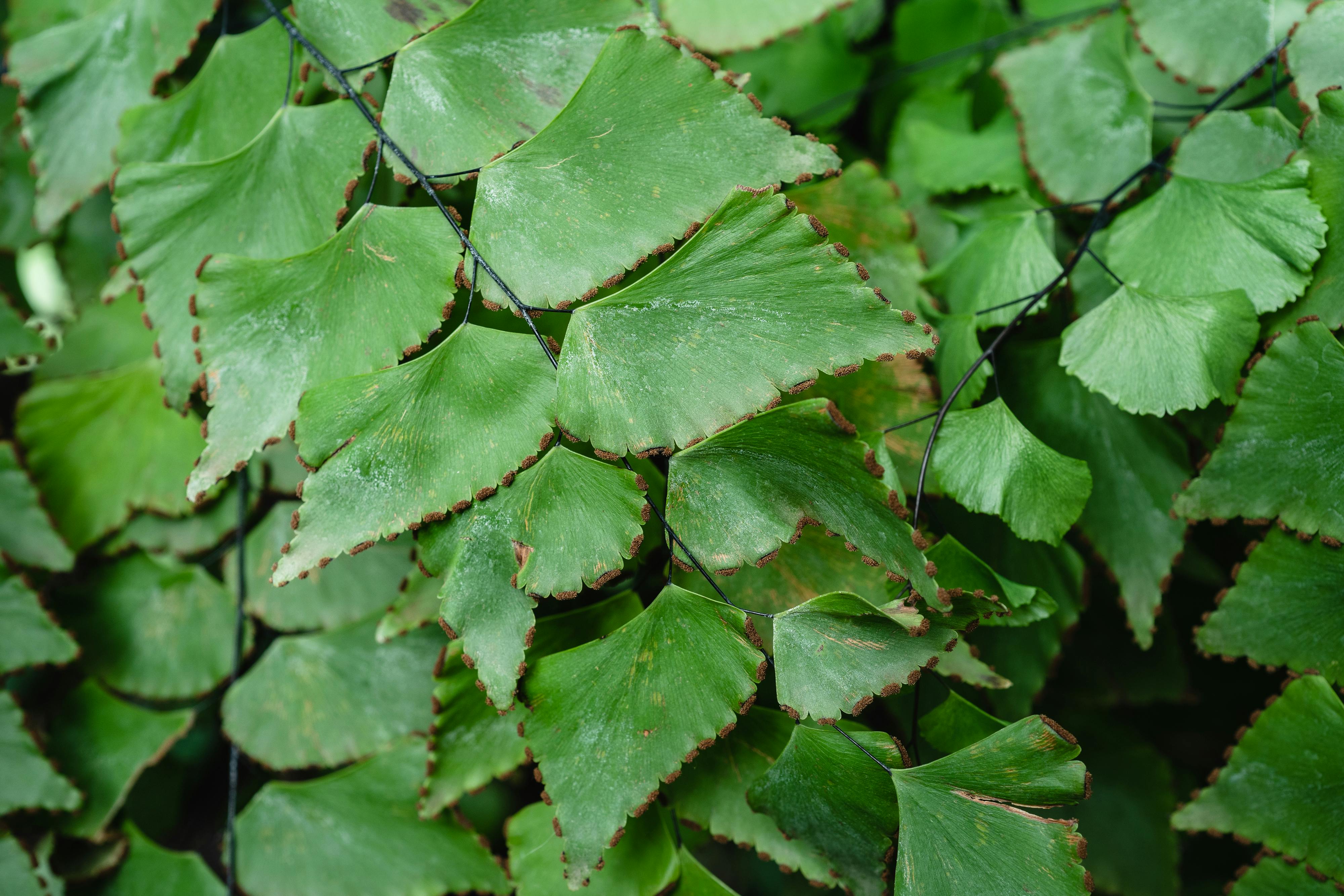 Adiantum de Raddi