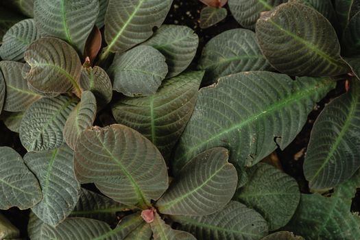Green and White Leaf Plant