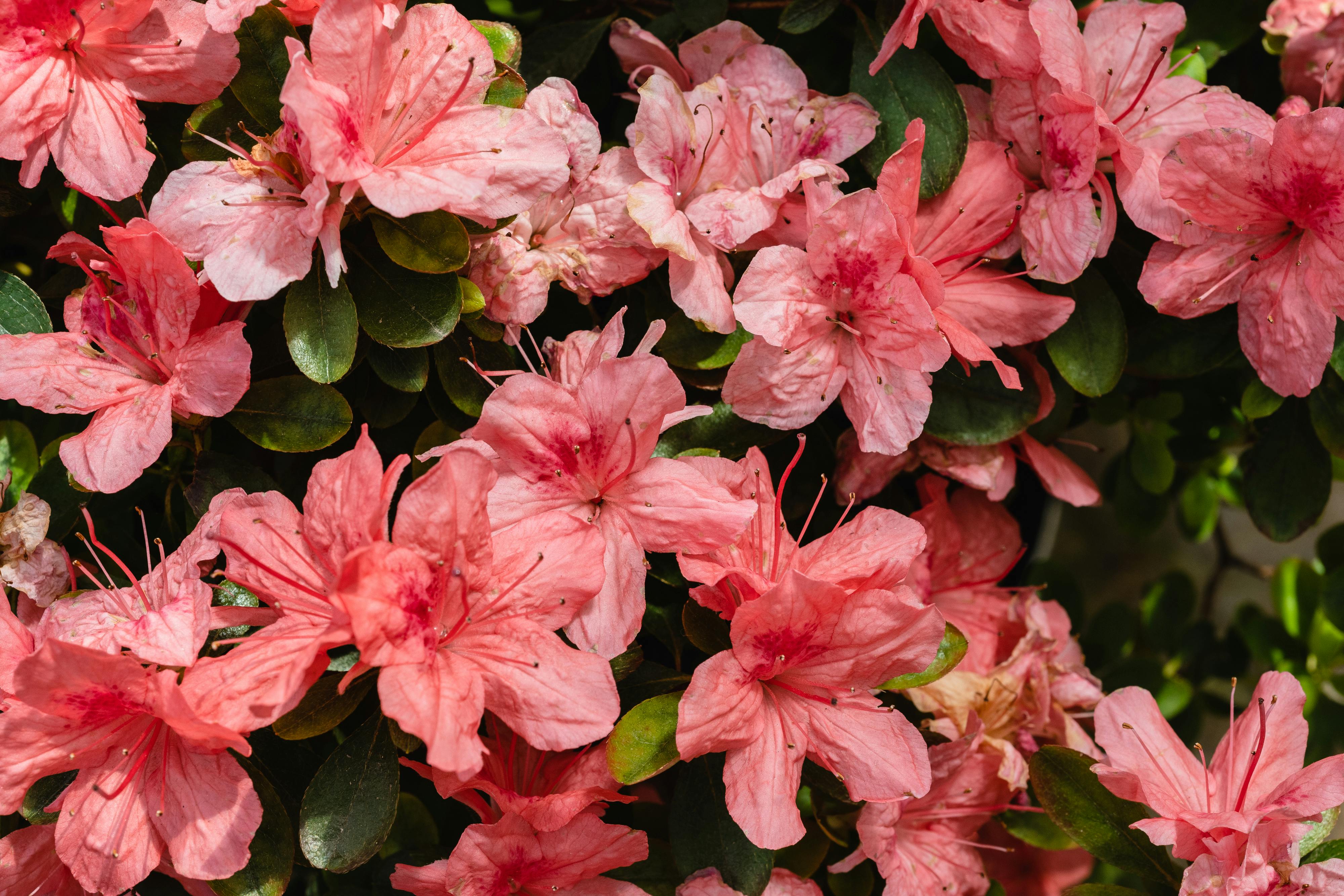 A close-up of vibrant pink azalea flowers in full bloom with lush green leaves, captured in a spring garden.