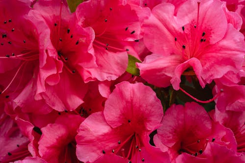 Close-Up Photo of Pink Rhododendron Flowers