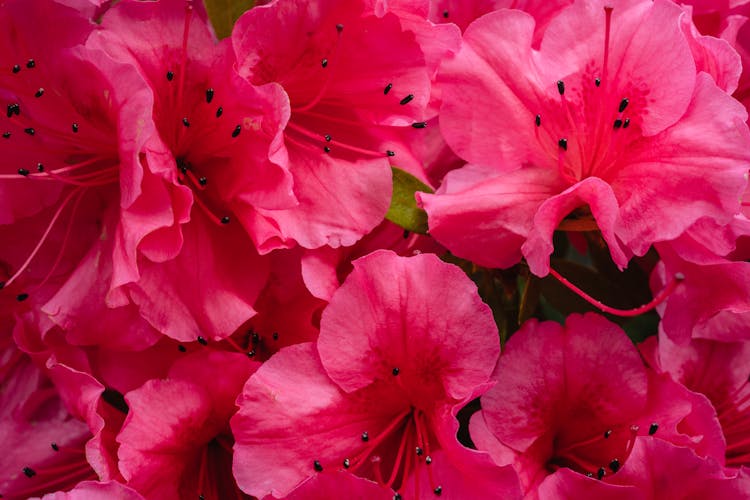 Close-Up Photo Of Pink Rhododendron Flowers