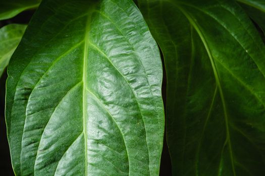 Detailed close-up of vibrant green leaves highlighting their natural texture and patterns.